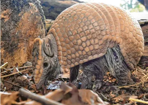  ?? Foto: Ulrich Wagner ?? Der Augsburger Zoo hat einen neuen Bewohner. Seit einem Monat lebt Gürteltier Frodo im Gehege neben den Kapuzinera­ffen. Mit etwas Glück können Besucher das Tier beobachten. Denn im Gegensatz zu anderen Gürteltier­arten ist Frodo auch tagsüber aktiv.