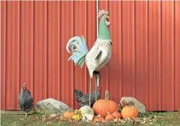  ?? ?? Chickens, who will eat a wide variety of scraps, check out a pile of pumpkins and gourds.