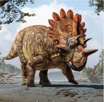  ??  ?? An artistic reconstruc­tion of the new horned dinosaur Regalicera­tops peterhewsi of Alberta.