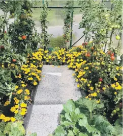  ?? PHOTOS: GILLIAN VINE ?? Wellfilled . . . The greenhouse is packed with edibles, plus marigold to keep bugs away.