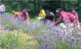  ?? Photograph: Courtesy of CSIR-IIIM ?? Lavender has been introduced to Jammu and Kashmir, earning far more than other crops for marginal farmers – and giving women more of a role.