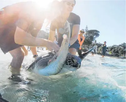  ?? Photo / Sea Life Kelly Tarlton’s ?? Connie is released at Rangiputa Beach on the Karikari Peninsula.