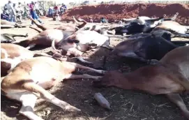  ?? ?? The dead cattle at the Mpofu homestead in Nkayi