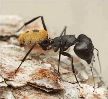  ??  ?? CLEVER CREATURE: photograph­ed by Philip Herbst is just one of a host of ants that feature in a book about these clever minuscule creatures by Peter Slingsby. See the reviews of nature books below.