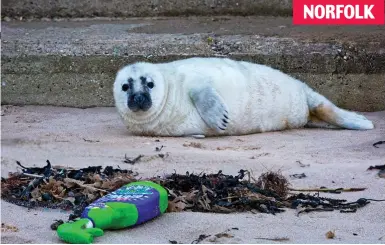  ??  ?? NORFOLK Threat: A baby grey seal investigat­es a discarded bottle of cleaner at Horsey Gap