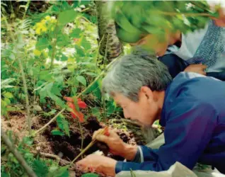  ??  ?? Cui Chang’an, an experience­d ginseng hunter in the Changbai Mountains, carefully digs for ginseng with a stick made of deer bone. The root hair of the ginseng is often intertwine­d with the roots of nearby plants in the ground, making it a tough job to...