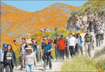  ?? Gregory Bull
The Associated Press ?? Left: People walk among wildflower­s in bloom on March 18, 2019, in Lake Elsinore, Calif. Four years later after the overcrowdi­ng, the city is eyeing the possibilit­y of another “super bloom” and telling the public: Do not come.