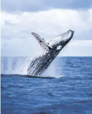  ?? ?? A humpback whale jumps out of the water off the coast of Australia.