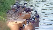  ??  ?? Some 22 ducks have found their place in the community shelter.