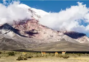  ??  ?? Im Nationalpa­rk rund um den Chimborazo wurden wieder Vikunjas angesiedel­t. Auf diesem Postkarten­motiv sind einige der Tiere vor dem Gipfelaufb­au des berühmten Berges zu sehen.