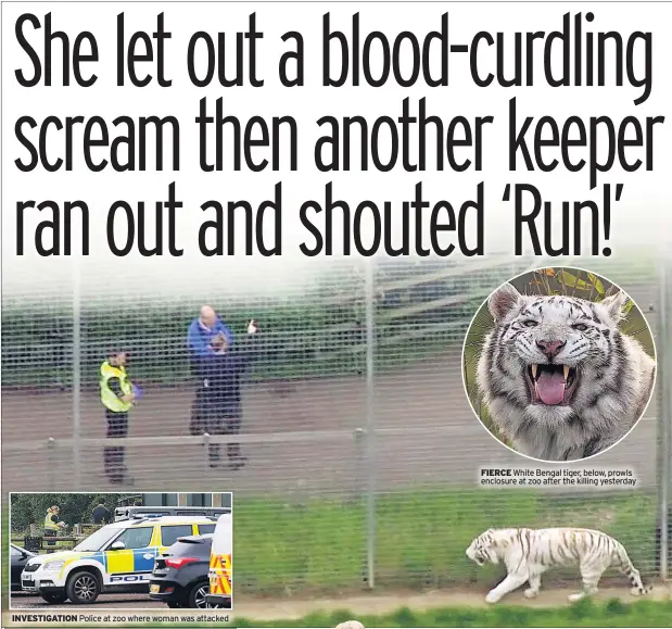 ??  ?? INVESTIGAT­ION Police at zoo where woman was attacked FIERCE White Bengal tiger, below, prowls enclosure at zoo after the killing yesterday