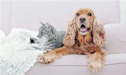  ?? Picture: 123rf ?? OPPOSITES: As more people return to work, some dogs, who are most happiest when the family is together, may be vulnerable to separation anxiety. Cats are, for the most part, likely to be happier to have their home to themselves again.