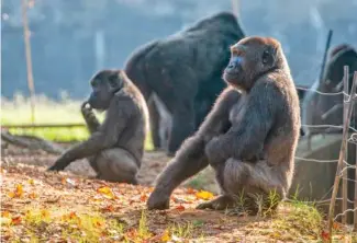  ?? AP PHOTO/RON HARRIS ?? Western lowland gorillas are seen in their habitat at Zoo Atlanta on Tuesday.