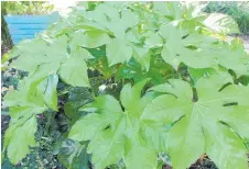  ?? ?? Fatsia Japonica is a lush, tropical-looking evergreen that’s easy to grow without any fuss.