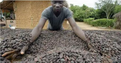  ?? © afp ?? Boeren in de WestAfrika­anse cacaoteelt verdienen amper 67 cent per dag.