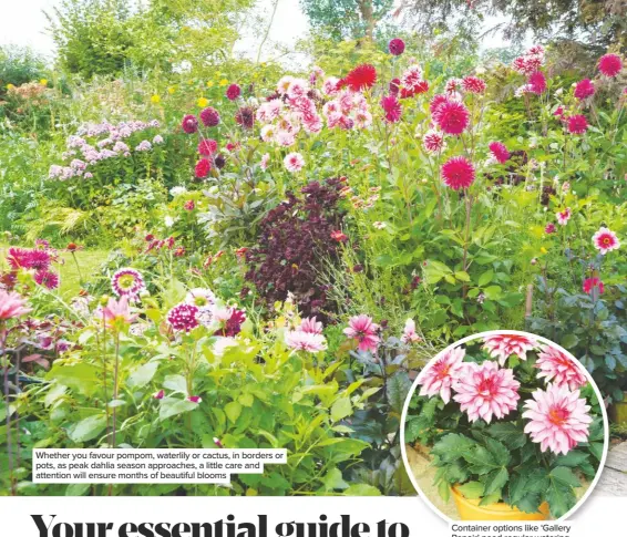  ??  ?? Whether you favour pompom, waterlily or cactus, in borders or pots, as peak dahlia season approaches, a little care and attention will ensure months of beautiful blooms
