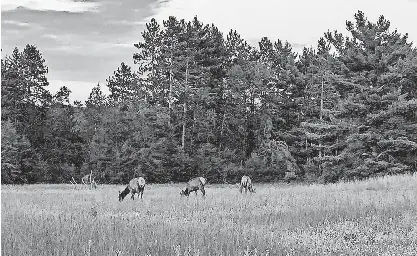Michigan DNR acquires former Black River Ranch | Detroit Free Press ...