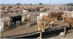  ??  ?? Lucha. Flores Méndez mencionó que las plagas pueden ser combatidas para tener mejores resultados en producción y ventas de ganado.