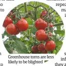  ??  ?? Greenhouse toms are less likely to be blighted