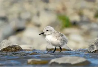  ?? CRAIG MCKENZIE/STUFF ?? A wrybill chick takes some early tentative steps.