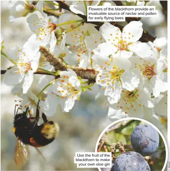  ??  ?? Flowers of the blackthorn provide an invaluable source of nectar and pollen for early flying bees