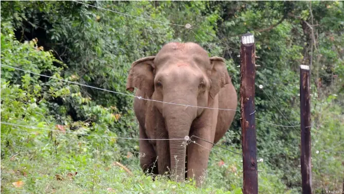 Sri Lanka: Death of iconic elephant raises habitat concerns | Deutsche ...