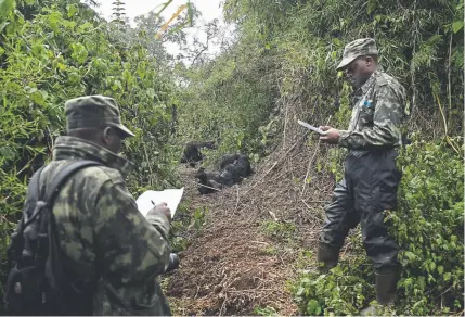  ?? Photos by Felipe Dana, The Associated Press ?? Trackers Emmanuel Bizagwira, right, and Gabliel Safari observe gorillas of the Agasha Group as they play in Volcanoes National Park, Rwanda. Gorillas live in fairly stable, extended family groups.