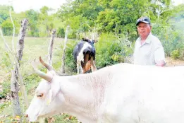  ?? ?? Mr Nathan Budhi, a dairy farmer from Danvers Pen, St Thomas, poses with his Jamaica Hope albino bull.