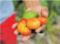  ?? MAYELA LÓPEZ. ?? Los vecinos de la cuenca del río Sixaola viven de la agricultur­a y la cría de animales, como Richard Rodríguez, quien trabaja en una finca en Las Tablas de Changuinol­a, Panamá. Abajo, el niño Adonis Ruiz, quien, junto a su familia, siembra especies...