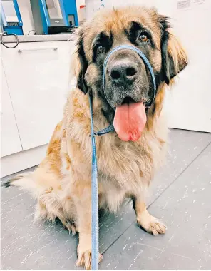  ?? ?? Shiva, an 11st leonberger, is believed to be one of eight animals who mauled a dog walker to death in Surrey last week