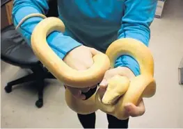  ?? FLORIDA FISH AND WILDLIFE CONSERVATI­ON COMMISSION/COURTESY ?? A Broward man was charged after trying to sell two reticulate­d pythons to an undercover state wildlife officer. The reptiles, native to southern Asia, are the longest snakes in the world.