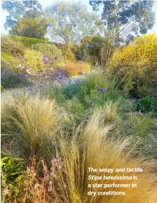  ?? ?? The wispy and tactile
Stipa tenuissima is a star performer in dry conditions