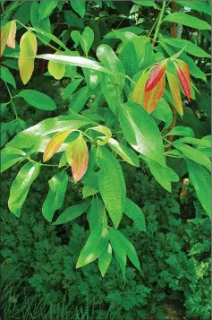  ??  ?? Cinnamon trees can withstand direct tropical sunlight.