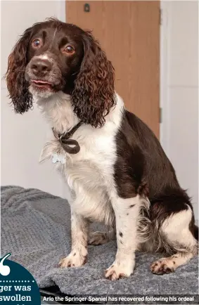  ?? ?? Arlo the Springer Spaniel has recovered following his ordeal
