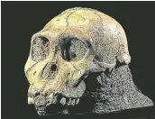  ?? Picture: BRETT ELOFF ?? TINY CLUES: This skull of a boy is one of two ‘ Australopi­thecus sediba’ fossils that yielded informatio­n about the impact of insects at the Cradle of Humankind.