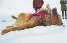  ?? Seth Mcconnell, Special to The Denver Post ?? Paisley, a Golden Retriever, plays in the snow at Westminste­r Hills off-leash dog park on Feb. 9.