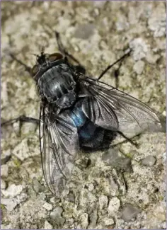  ??  ?? Bluebottle Flies are common and widespread during warm summer weather.