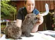  ?? Foto: Benjamin Liss ?? Auch mit Milch werden die Biberbabys momentan gefüttert.