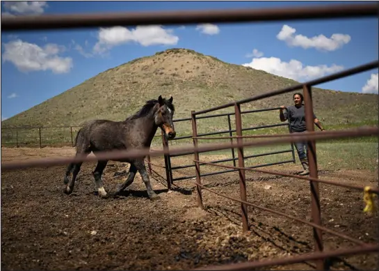  ?? RJ SANGOSTI — THE DENVER POST ?? Emma Brown lets a horse out to pasture at her horse training and boarding business EB Outdoors, at Windy Creek Ranch in Longmont, on May 16. Brown rents space for her business at the Windy Creek Ranch where she currently has a handful of employees, more than two dozen horses, five new training steers and her dog.