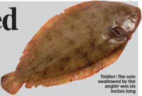  ??  ?? Tiddler: The sole swallowed by the angler was six inches long