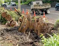  ?? TOM LEE/STUFF ?? What is left of the tree that toppled on to motorists on Monday morning.