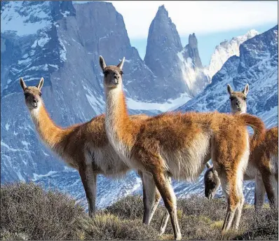 ?? (BBC America/BBC Studios via AP/Chadden Hunter) ?? A group of guanaco, close relatives to the llama, are pictured in Torres del Paine National Park in Chile, as featured in the nature series Seven Worlds, One Planet. It’s airing on BBC America, AMC, IFC and SundanceTV.