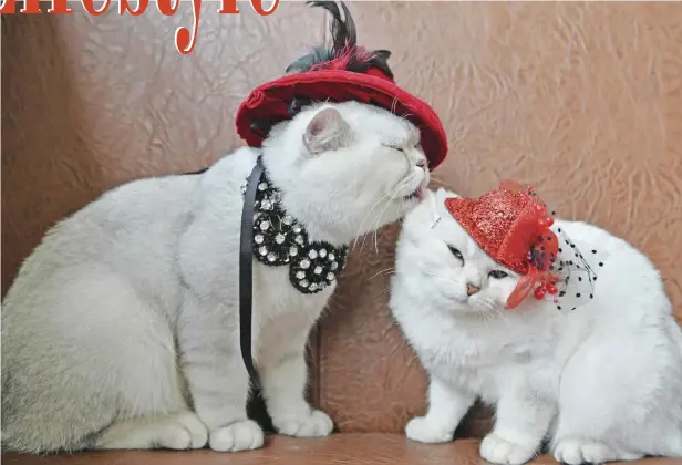  ??  ?? Two Scottish shorthair cats dressed with red hats are pictured during a cat exhibition in Bishkek, yesterday. Cat lovers from Kyrgyzstan, Kazakhstan and Uzbekistan took part in the exhibition. — AFP