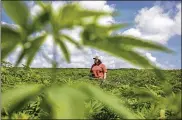  ?? LEXINGTON HERALD-LEADER ?? Kentucky farmers like Kathleen Butler grow hemp, but best practices for hemp farming in Ohio are still being studied.