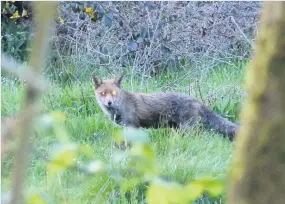  ??  ?? A fox on the prowl in Milldale, by Derek Brownlee.