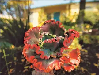  ??  ?? A BAJA COSTERO PLANT can be seen along Mar Vista’s Redwood Avenue. The Green Garden Showcase will feature 39 gardens with plantings that emphasize saving water and energy.