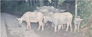  ??  ?? Tinuhan’s buffaloes apparently thinking of eating rice after a day eating grass and rolling in mud.