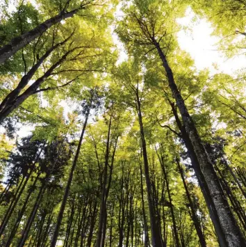  ?? Symbolfoto: Anne Wall ?? Die Augsburger Wälder sind ein wertvoller Schatz. Sie leiden aber auch unter dem Klimawande­l und müssen daher zum Teil „umgebaut“werden.