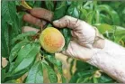  ?? MIGUEL MARTINEZ/AJC 2023 ?? Georgia’s peach crop took a big hit in 2023 because of a warm winter and a March freeze.