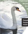  ??  ?? Canals are home to mute swans.